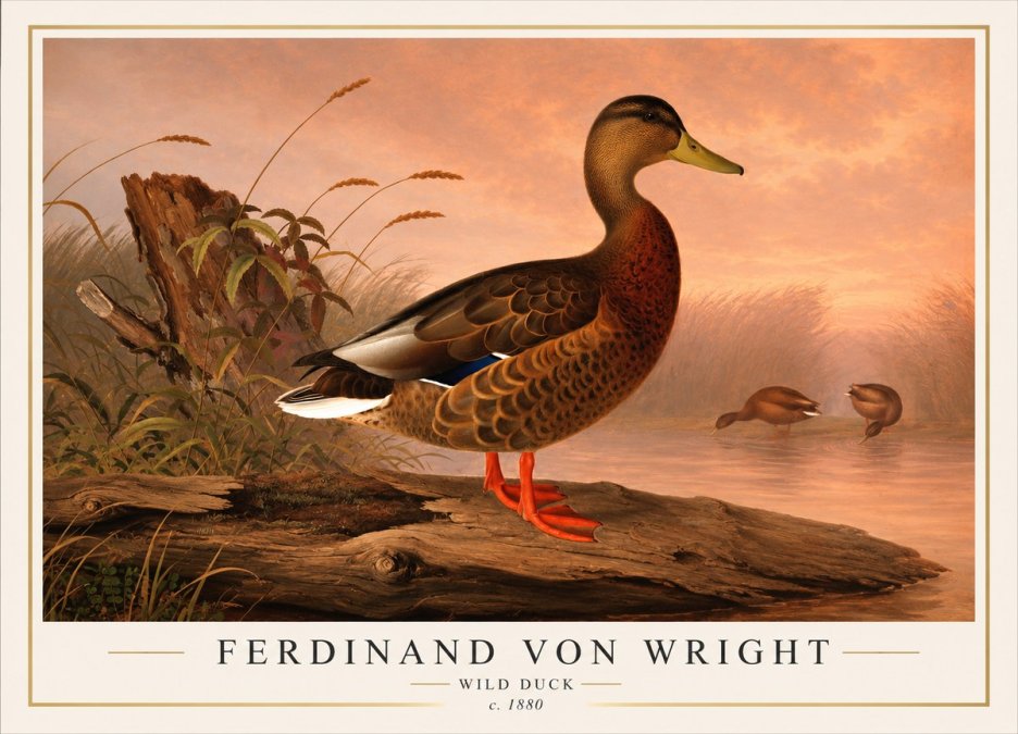 Ferdinand von Wright Wild Duck No1 - Póster