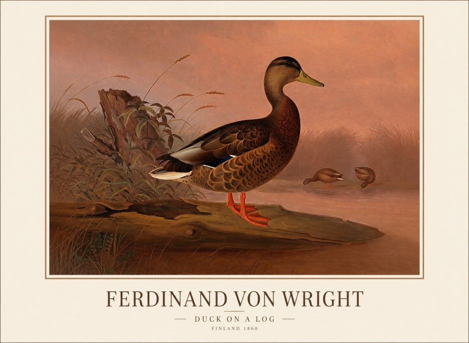 Ferdinand von Wright Wild Duck No2 - Póster