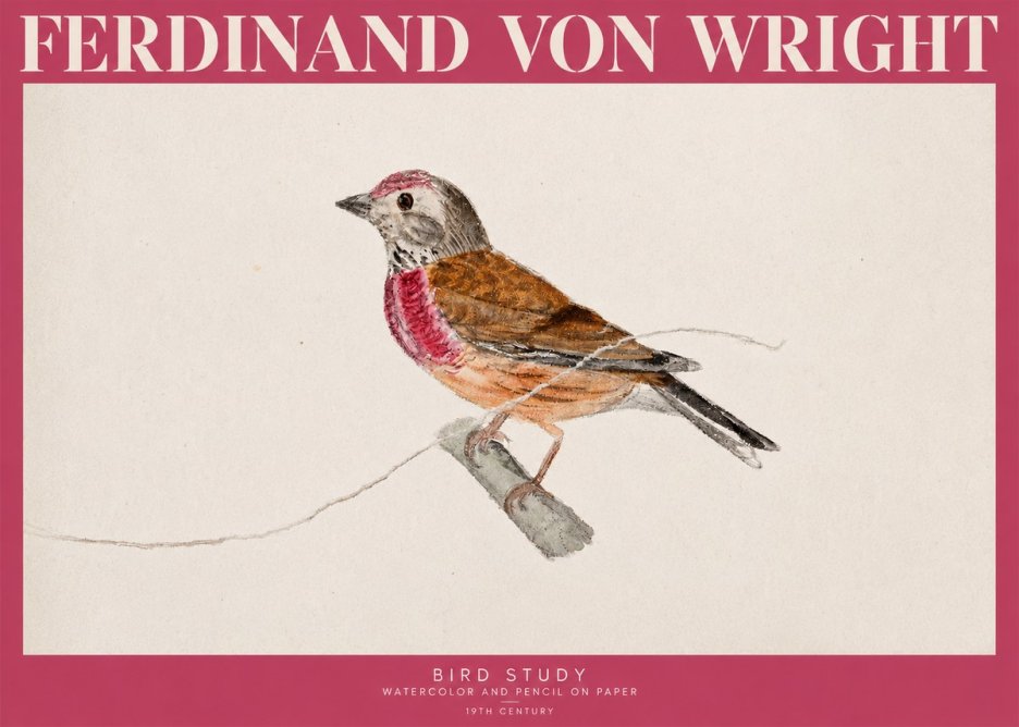 Ferdinand von Wright Bird Study No2 - Póster