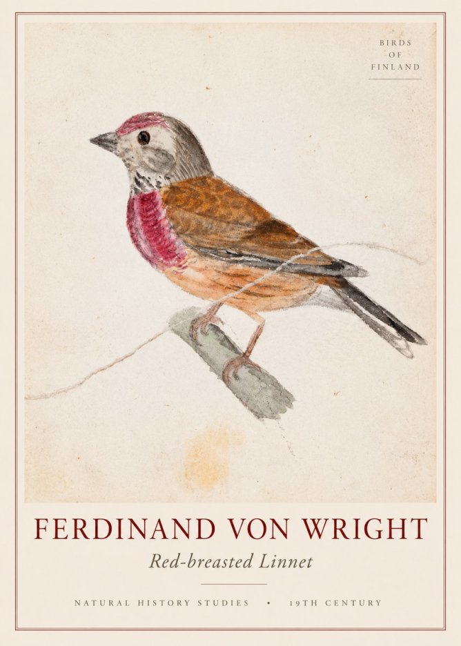 Ferdinand von Wright Bird Study No3 - Póster