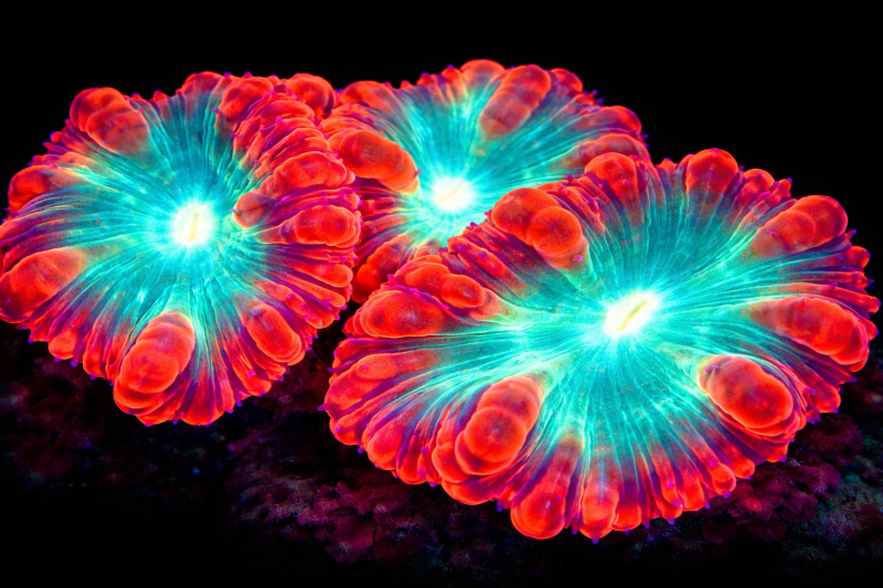 Uploaded
wallpaper