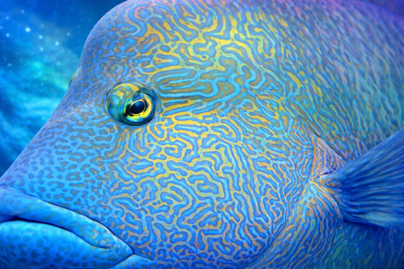 Uploaded
wallpaper