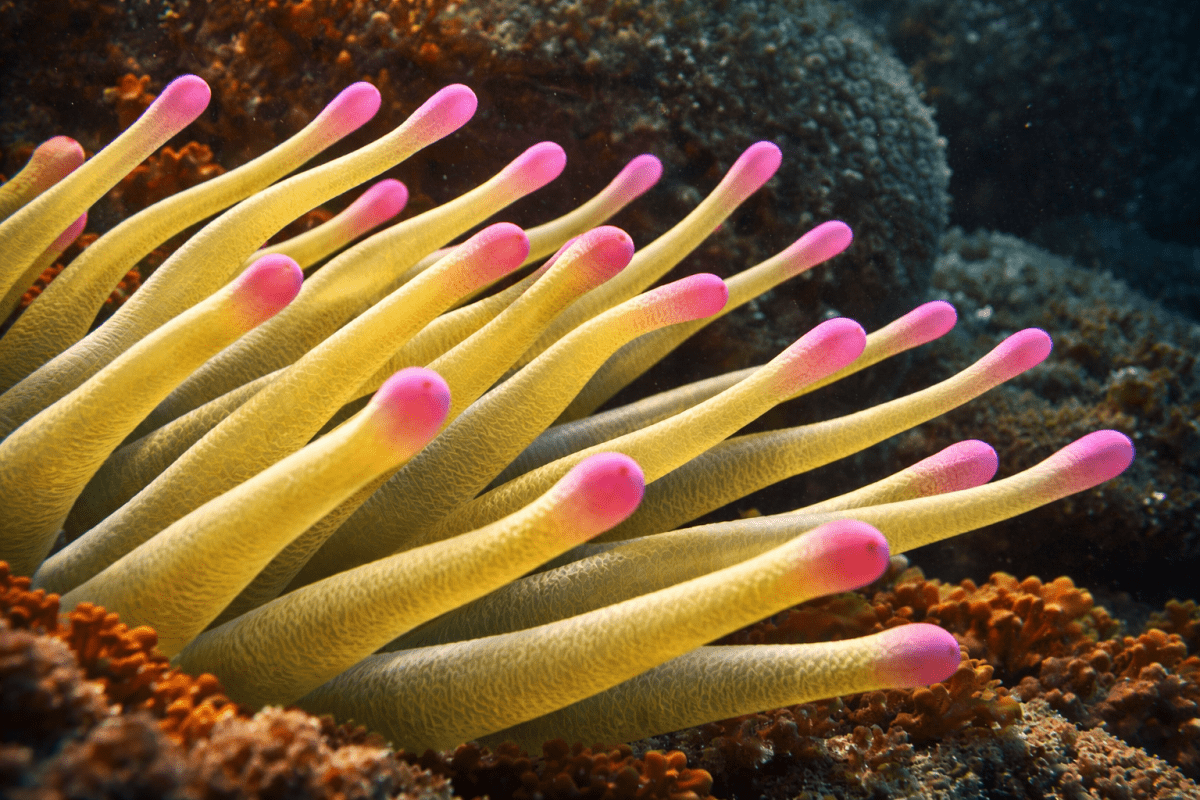 Fuchsia Tentacles