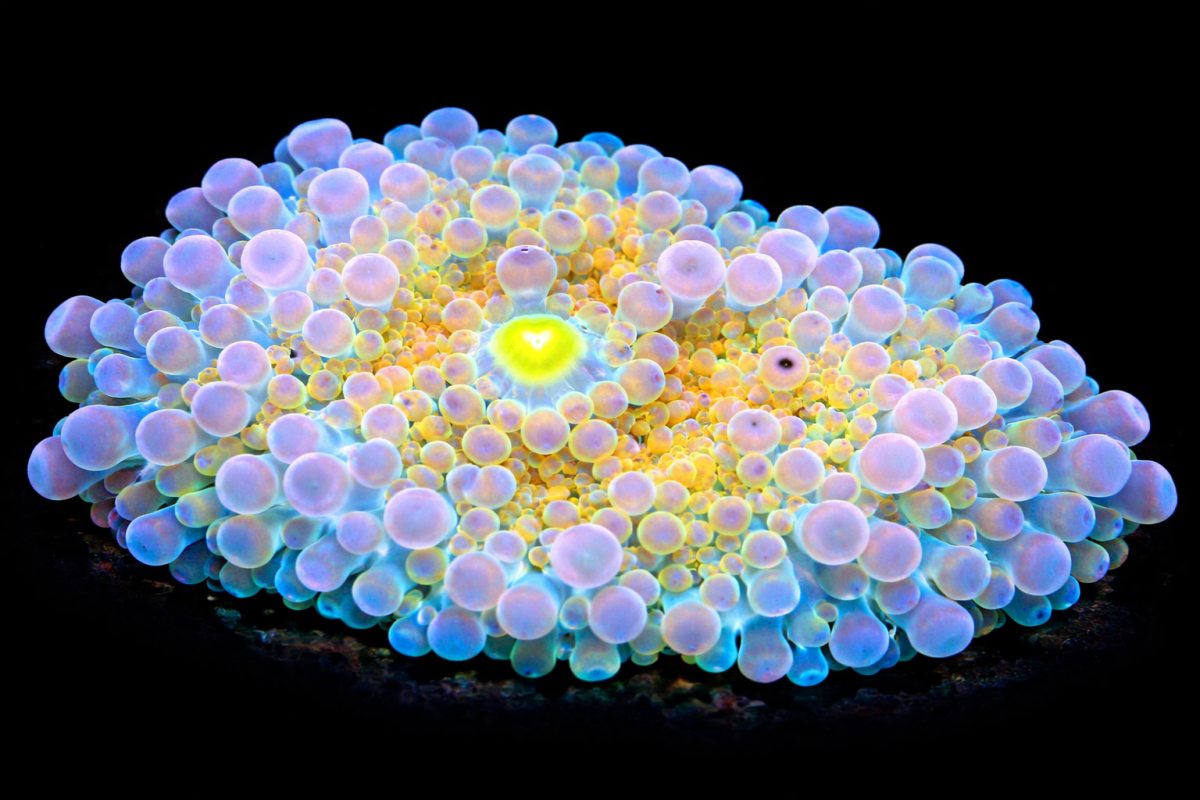Nectar Pebbles