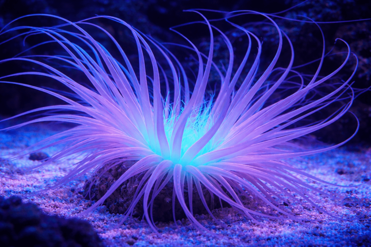 Glimmering Tentacles