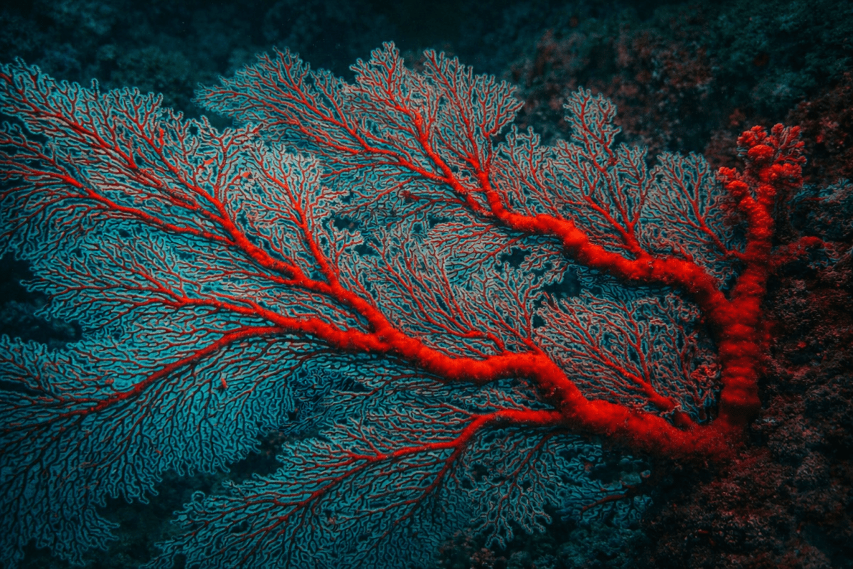 Luminous Coral Veins