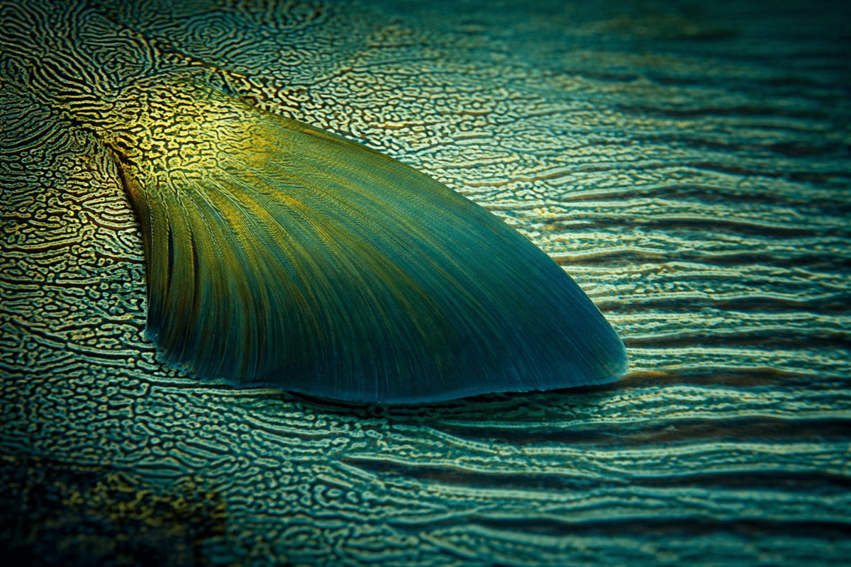 Iridescent Fin