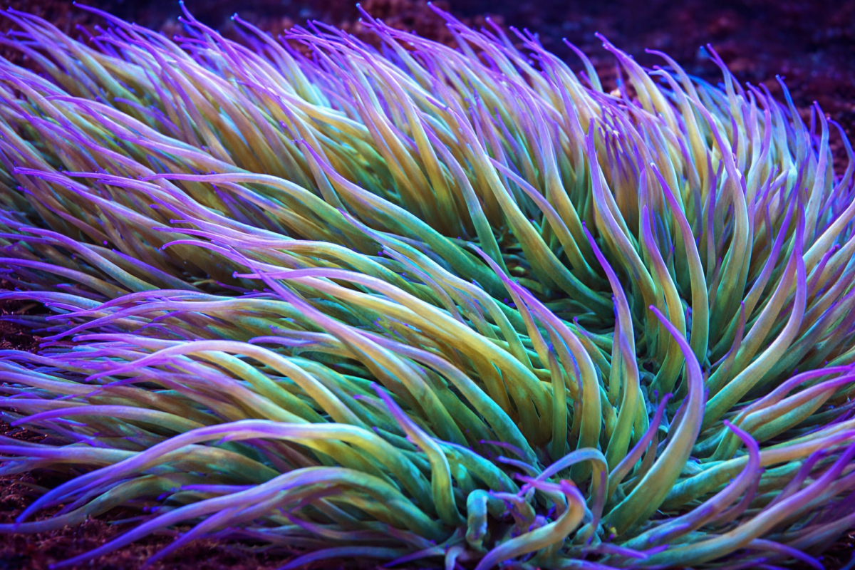 Saffron Wave