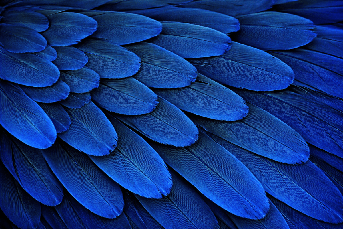 Midnight Feather Mosaic