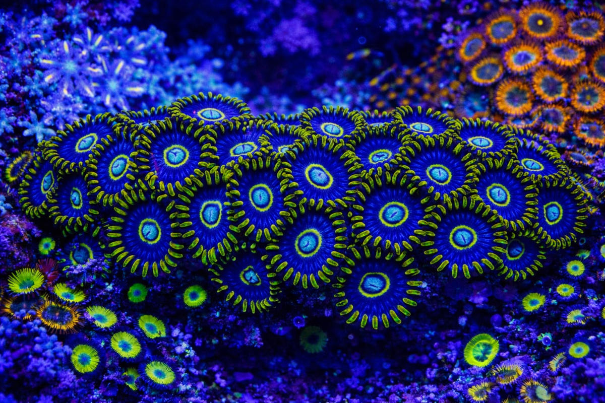 Cyclic Nautilus Veil