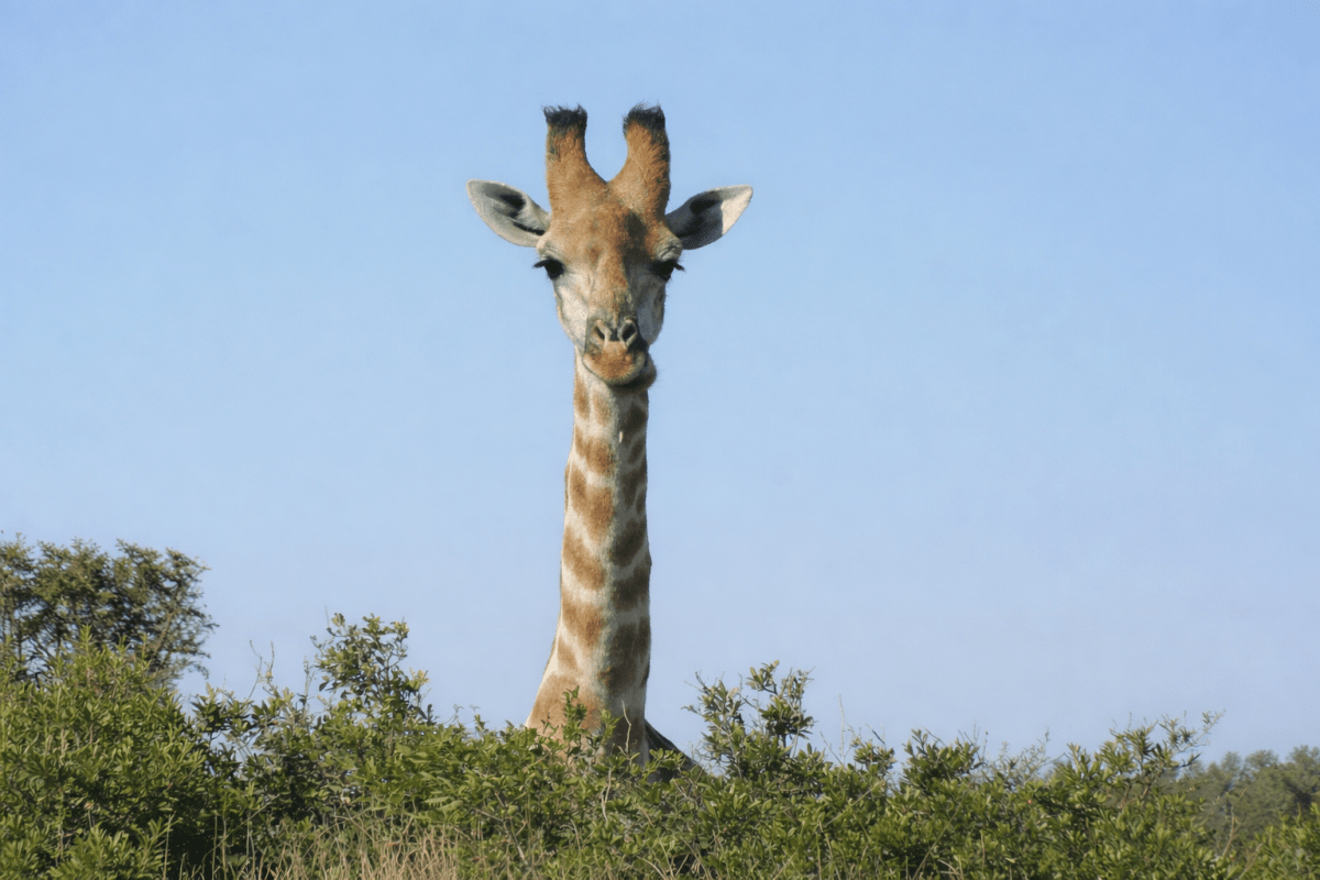 Giraffe Wisp