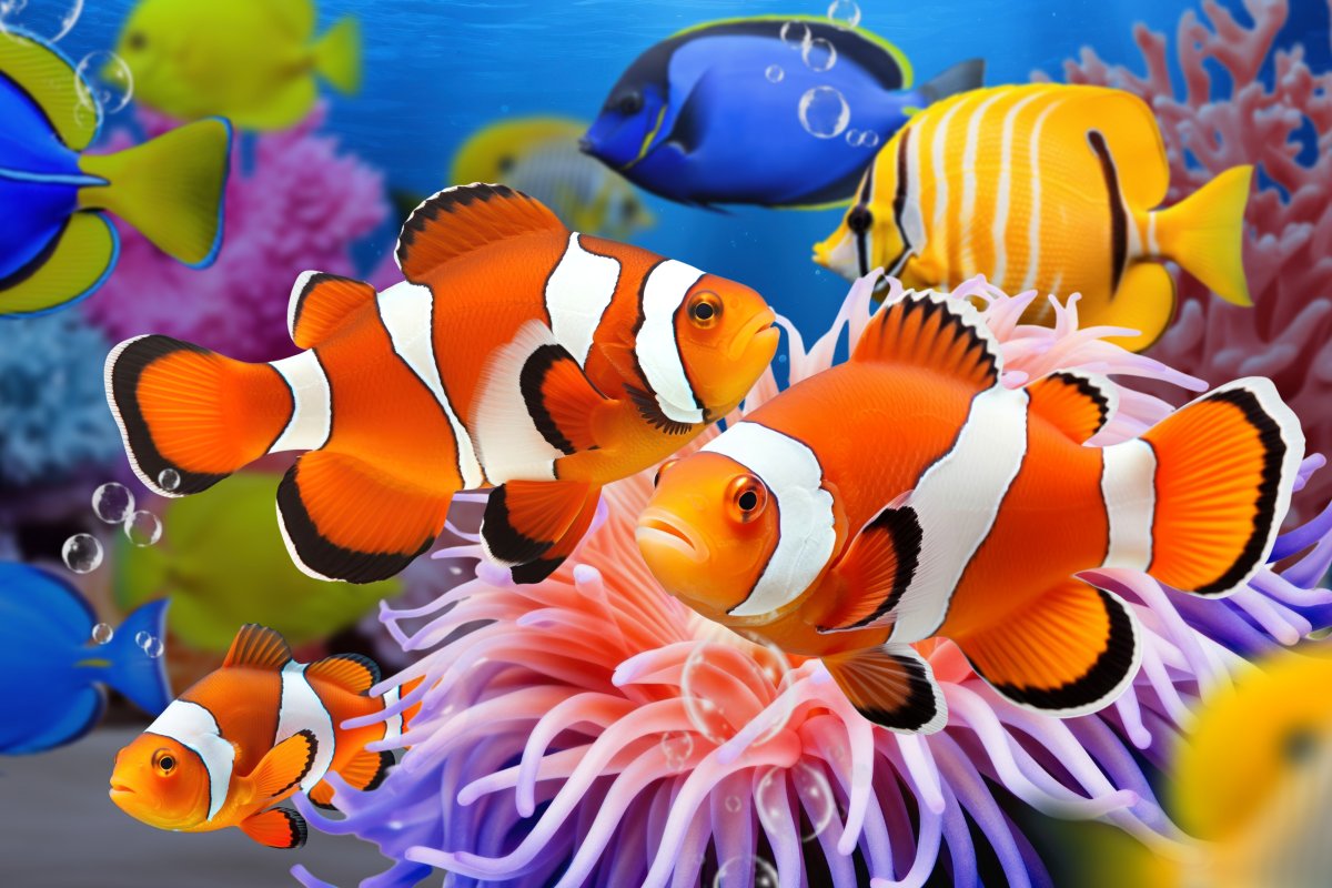 Clownfish Embers
