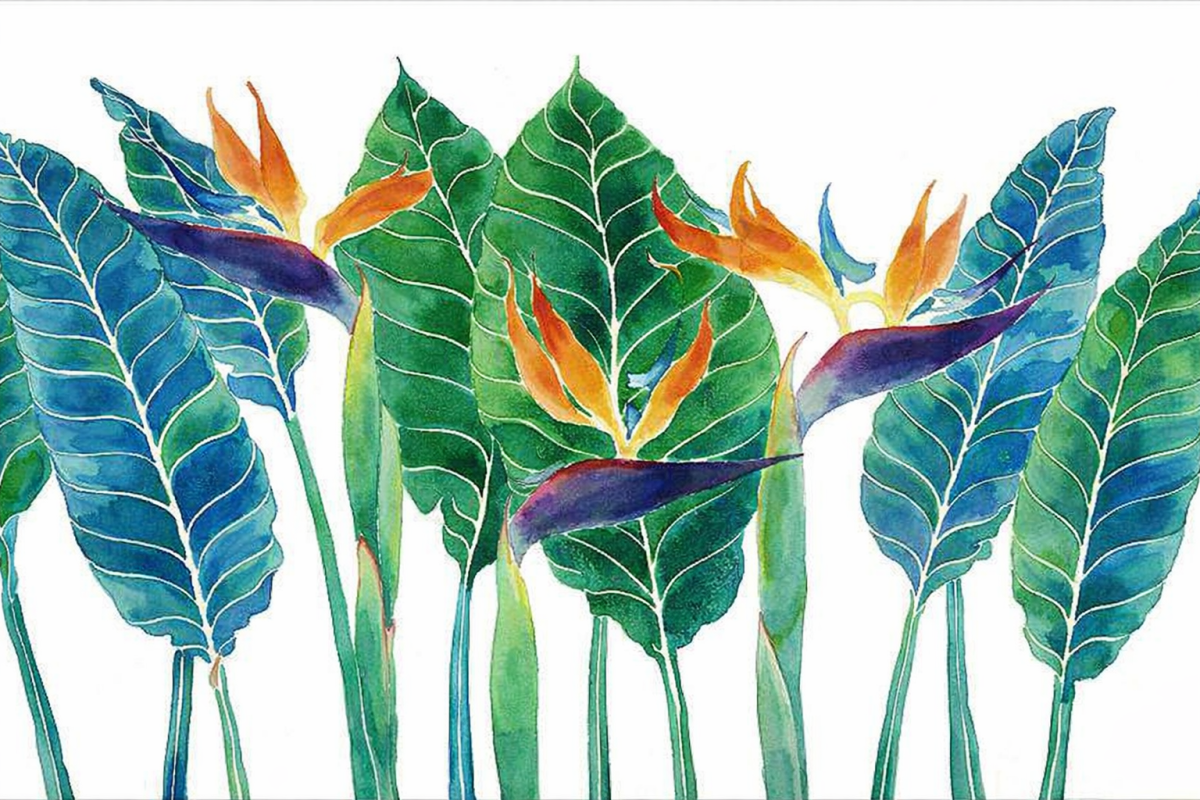Bromeliad Reverie