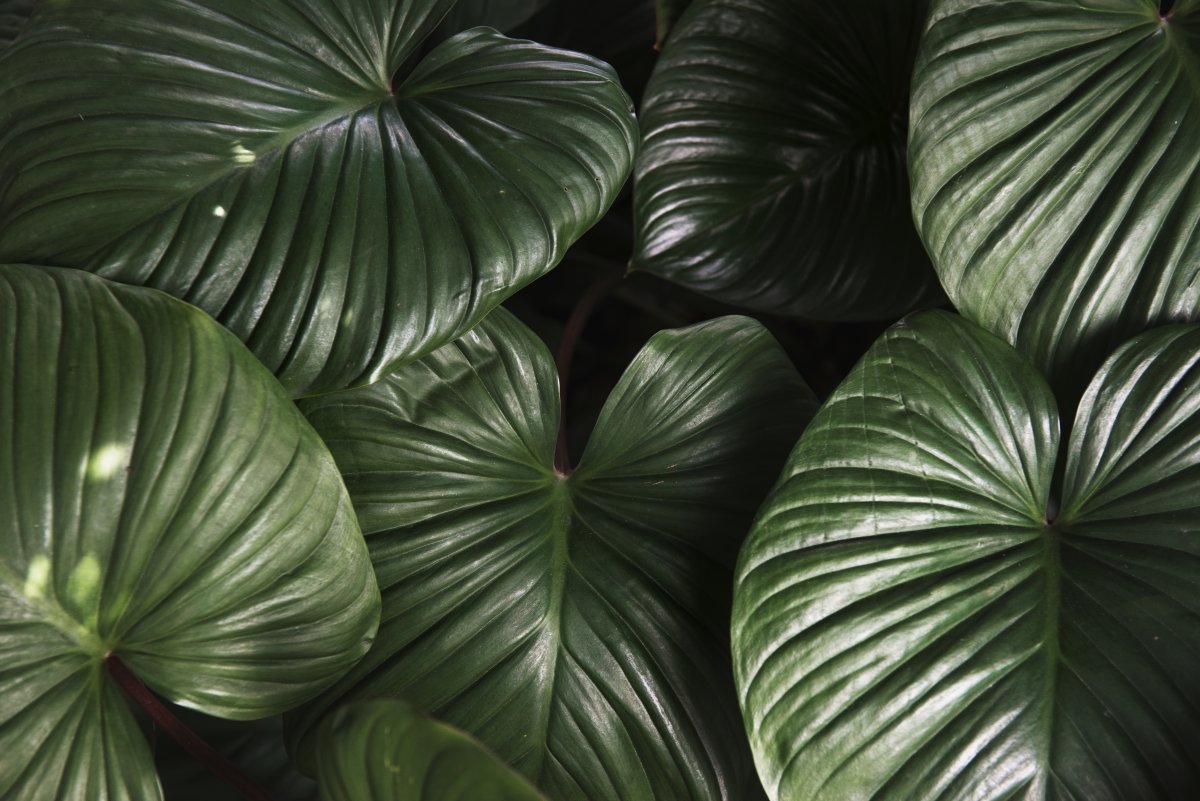 Foliage Undercurrent