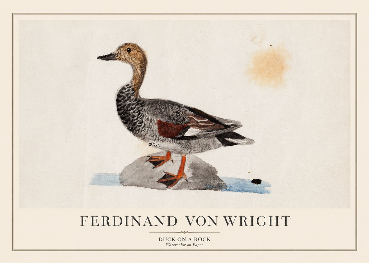 Ferdinand von Wright Duck on a Rock No1 - Póster