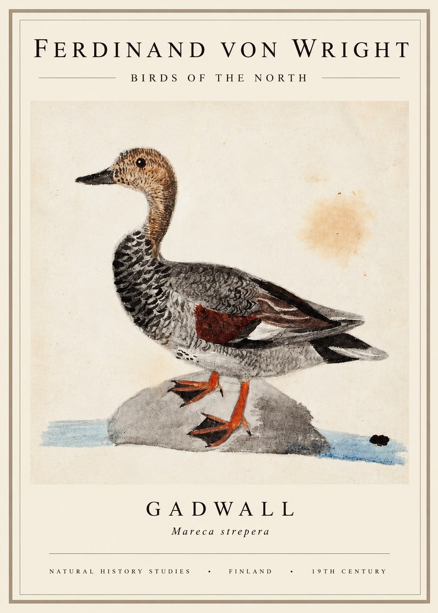 Ferdinand von Wright Duck on a Rock No3 - Póster