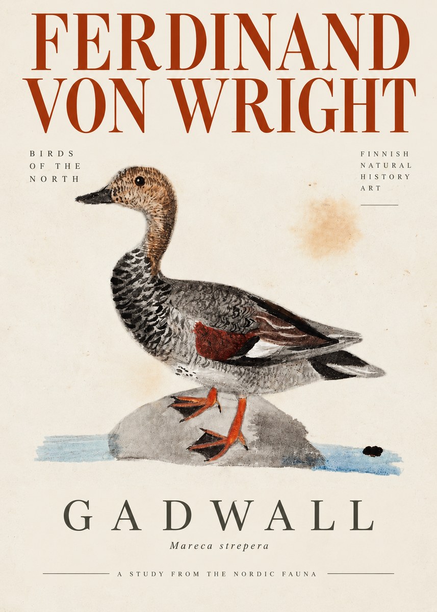 Ferdinand von Wright Duck on a Rock No4 - Póster