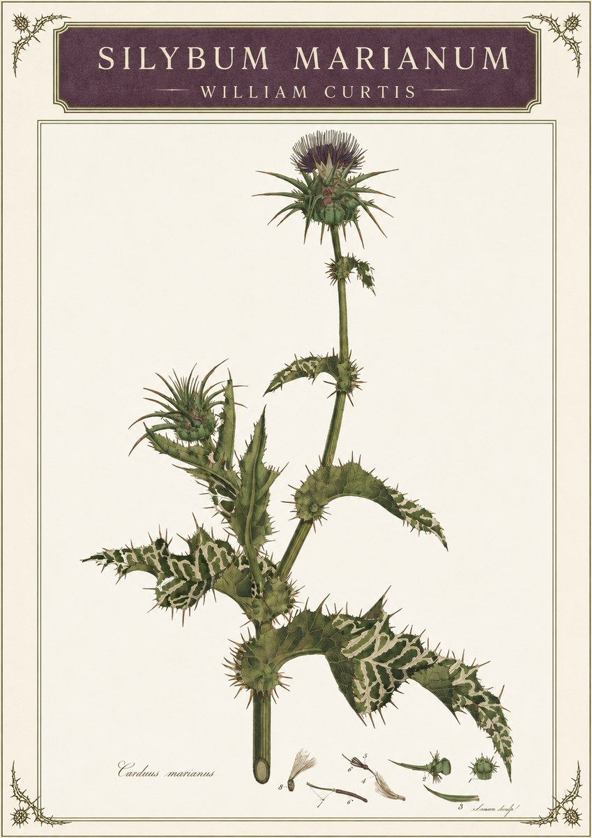 William Curtis Silybum Marianum No3 - Póster