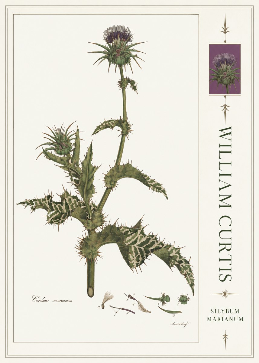 William Curtis Silybum Marianum No4 - Póster