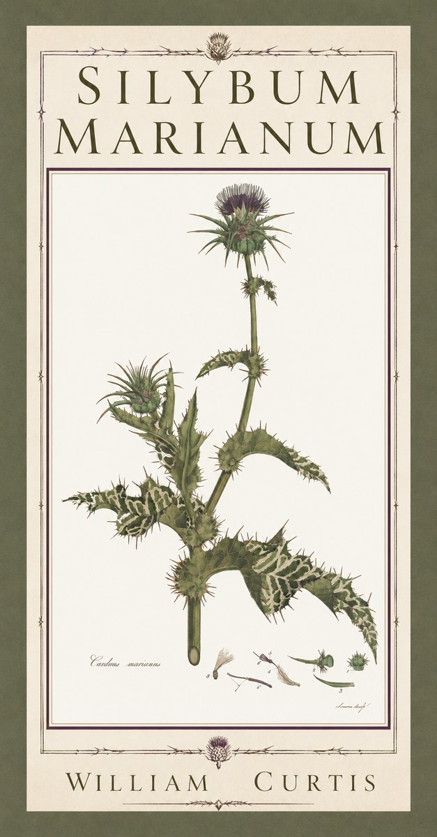 William Curtis Silybum Marianum No5 - Póster