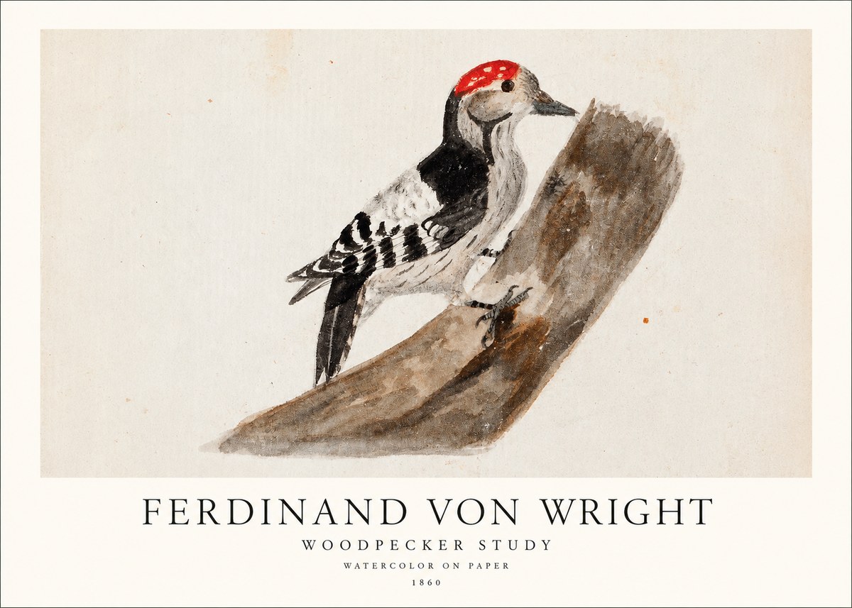 Ferdinand von Wright Woodpecker Study No1 - Póster