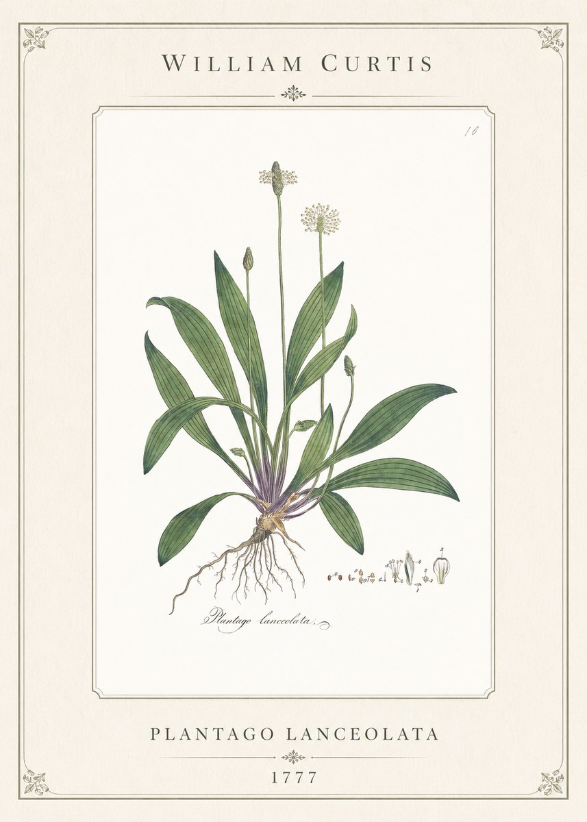 William Curtis Plantago Lanceolata I No1 - Póster