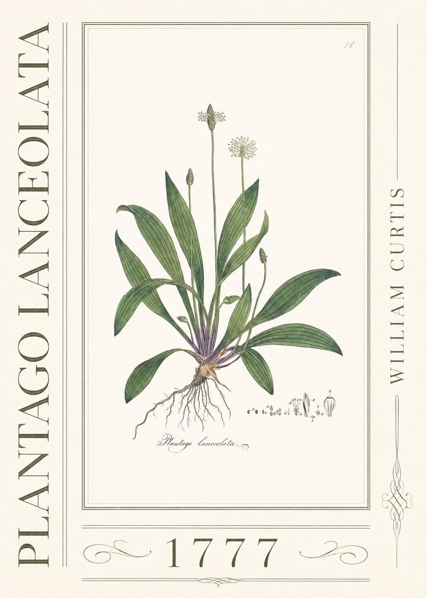 William Curtis Plantago Lanceolata I No3 - Póster