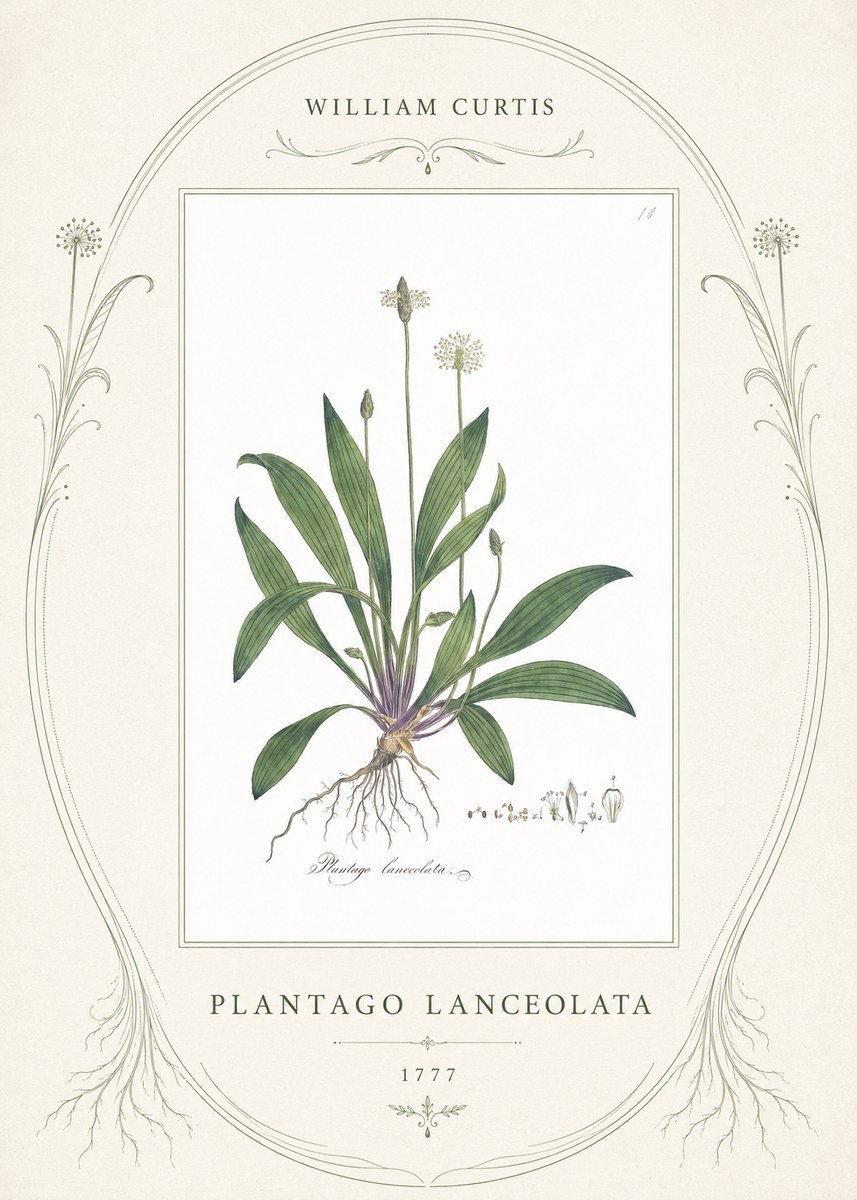 William Curtis Plantago Lanceolata I No4 - Póster