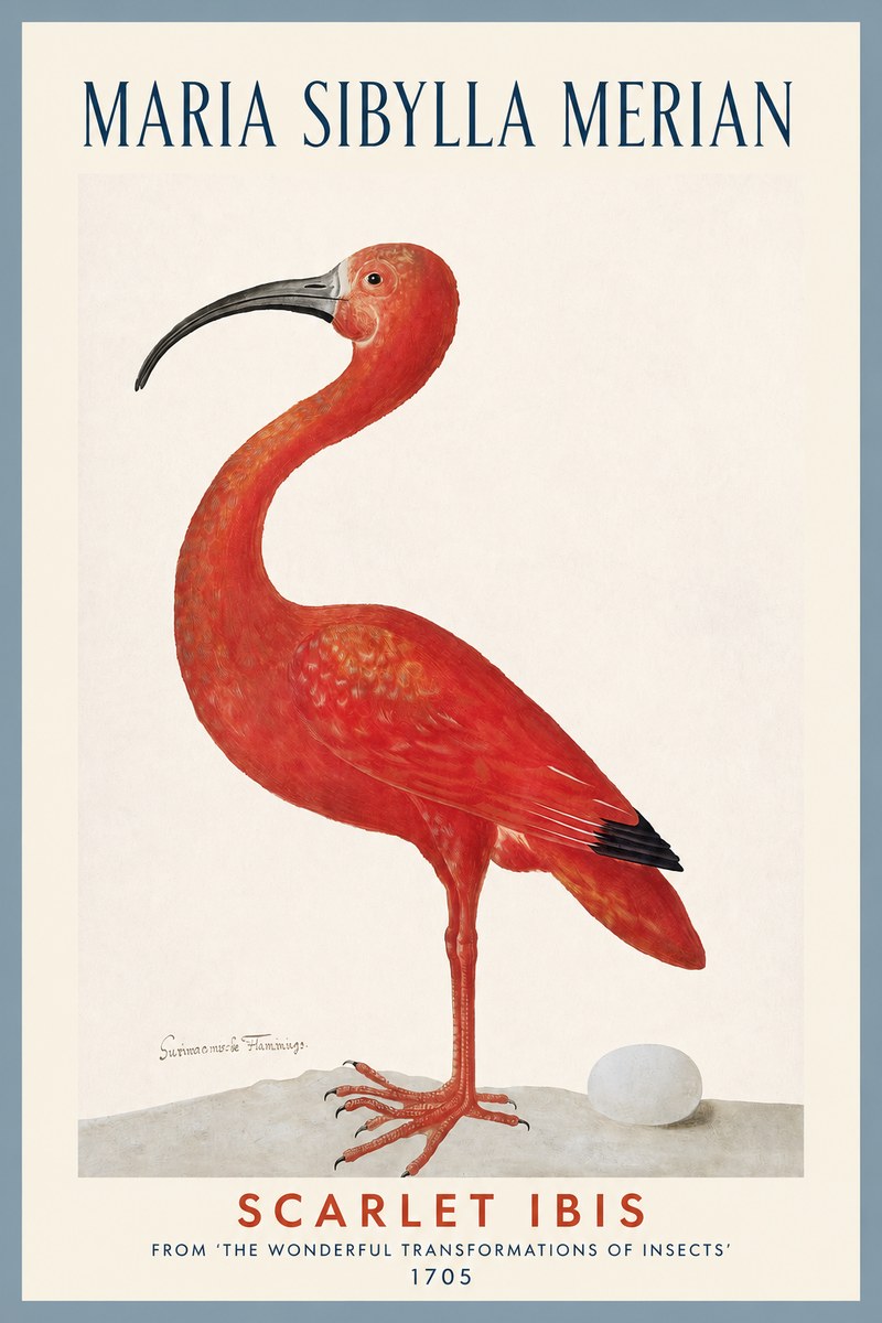 Maria Sibylla Merian Scarlet Ibis No2 - Póster