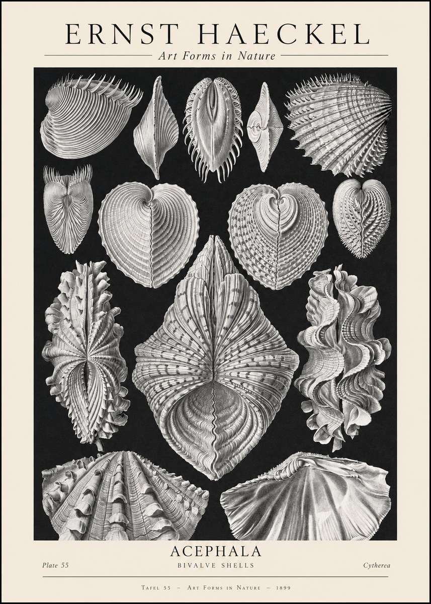 Ernst Haeckel Acephala — Brachiopods Plate 55 — Cytherea. No2 - Póster