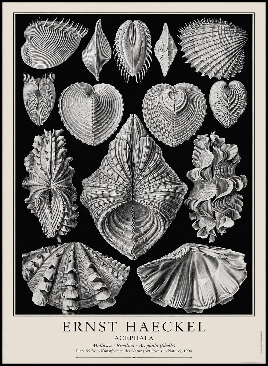 Ernst Haeckel Acephala — Brachiopods Plate 55 — Cytherea. No4 - Póster