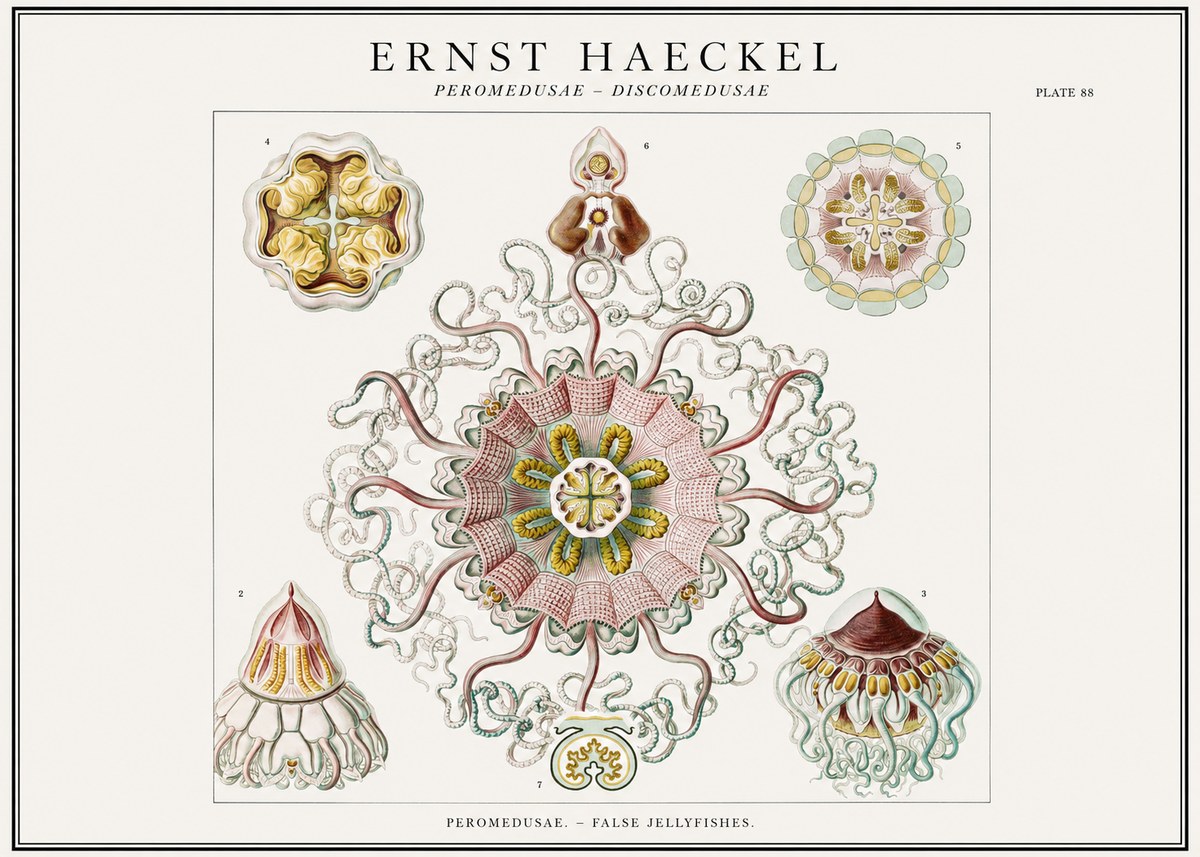 Ernst Haeckel Peromedusae – Discomedusae No1 - Póster
