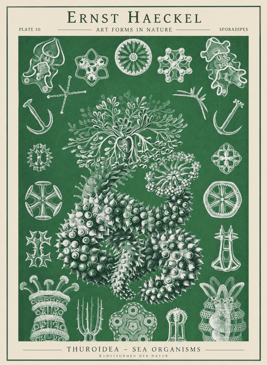 Ernst Haeckel Thuroidea - Sea Organisms No1 - Póster