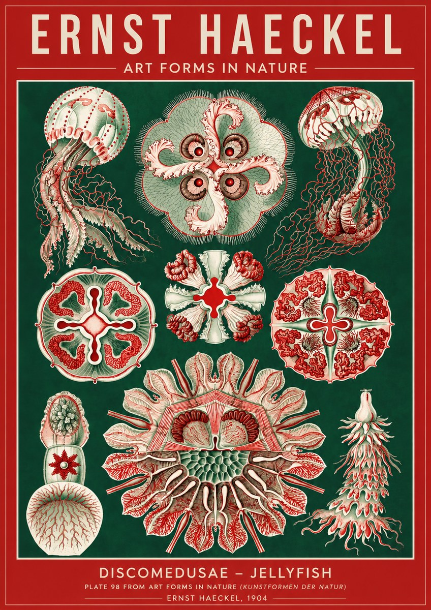 Ernst Haeckel Discomedusae - the Jellyfish No4 - Póster