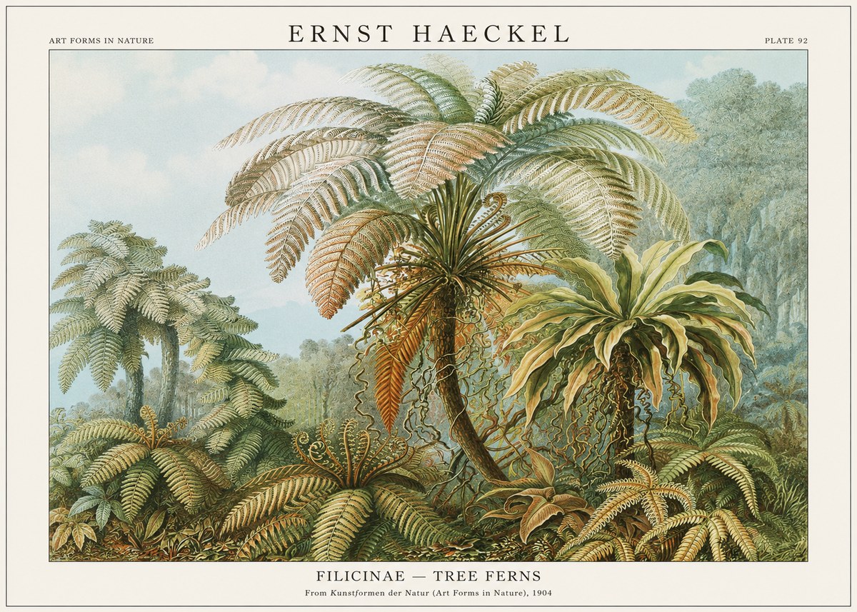 Ernst Haeckel Filicinae – Tree Ferns No1 - Póster