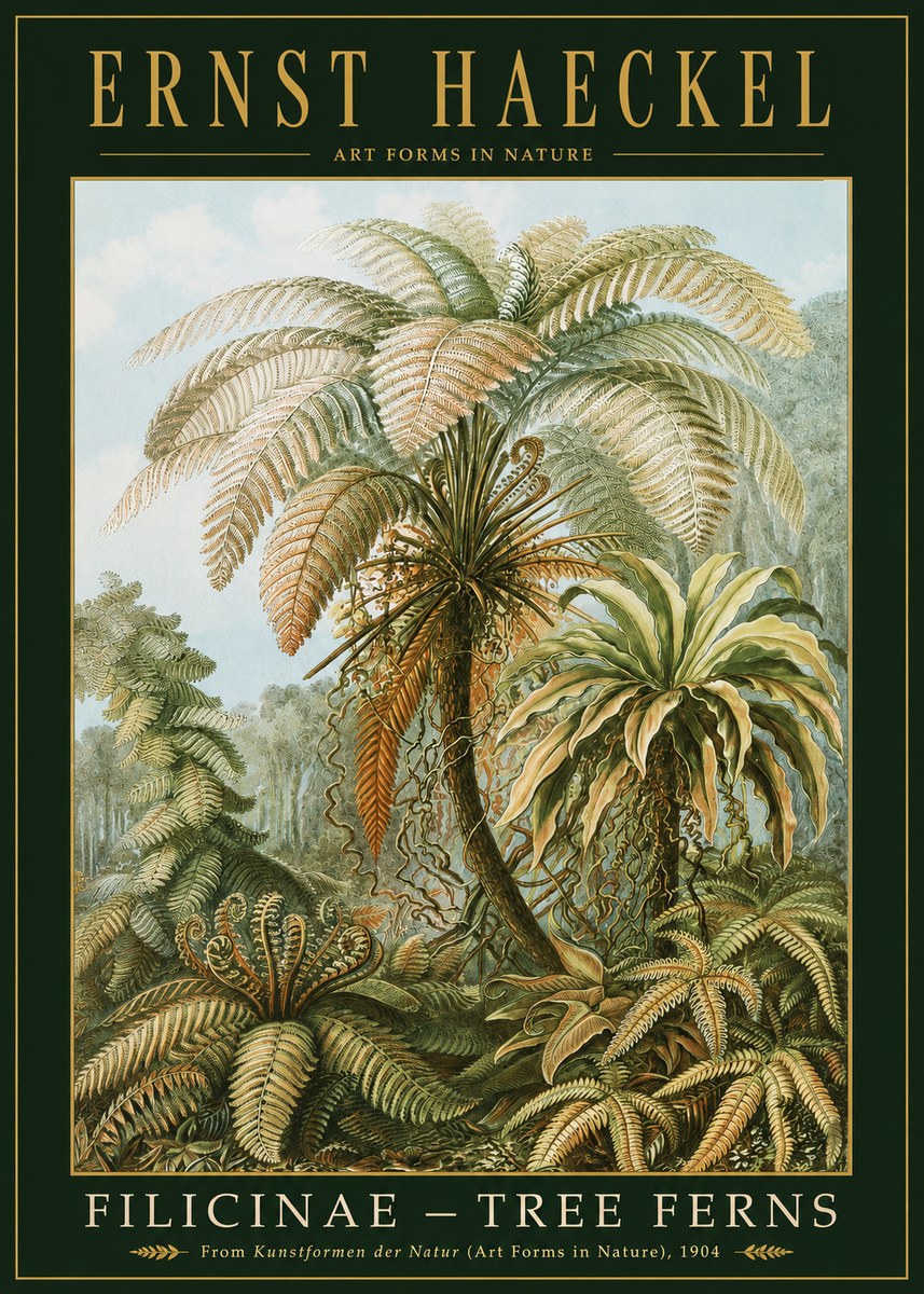 Ernst Haeckel Filicinae – Tree Ferns No2 - Póster