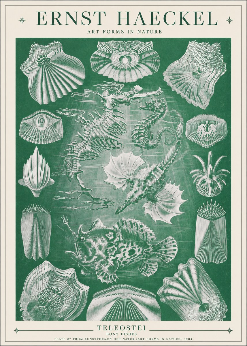 Ernst Haeckel Teleostei - Bony Fishes No1 - Póster