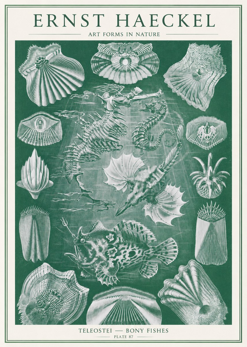 Ernst Haeckel Teleostei - Bony Fishes No2 - Póster