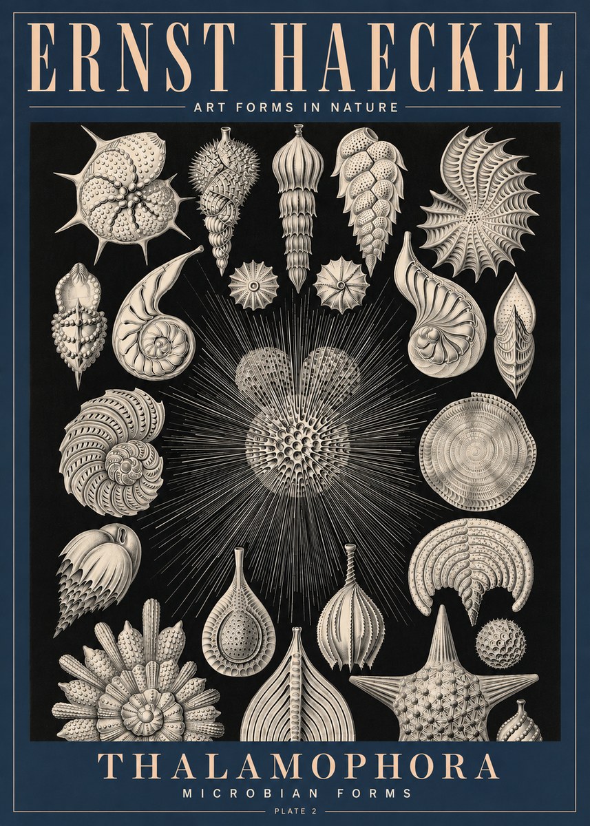 Ernst Haeckel Thalamophora - Microbian Forms - Plate 2 No4 - Póster