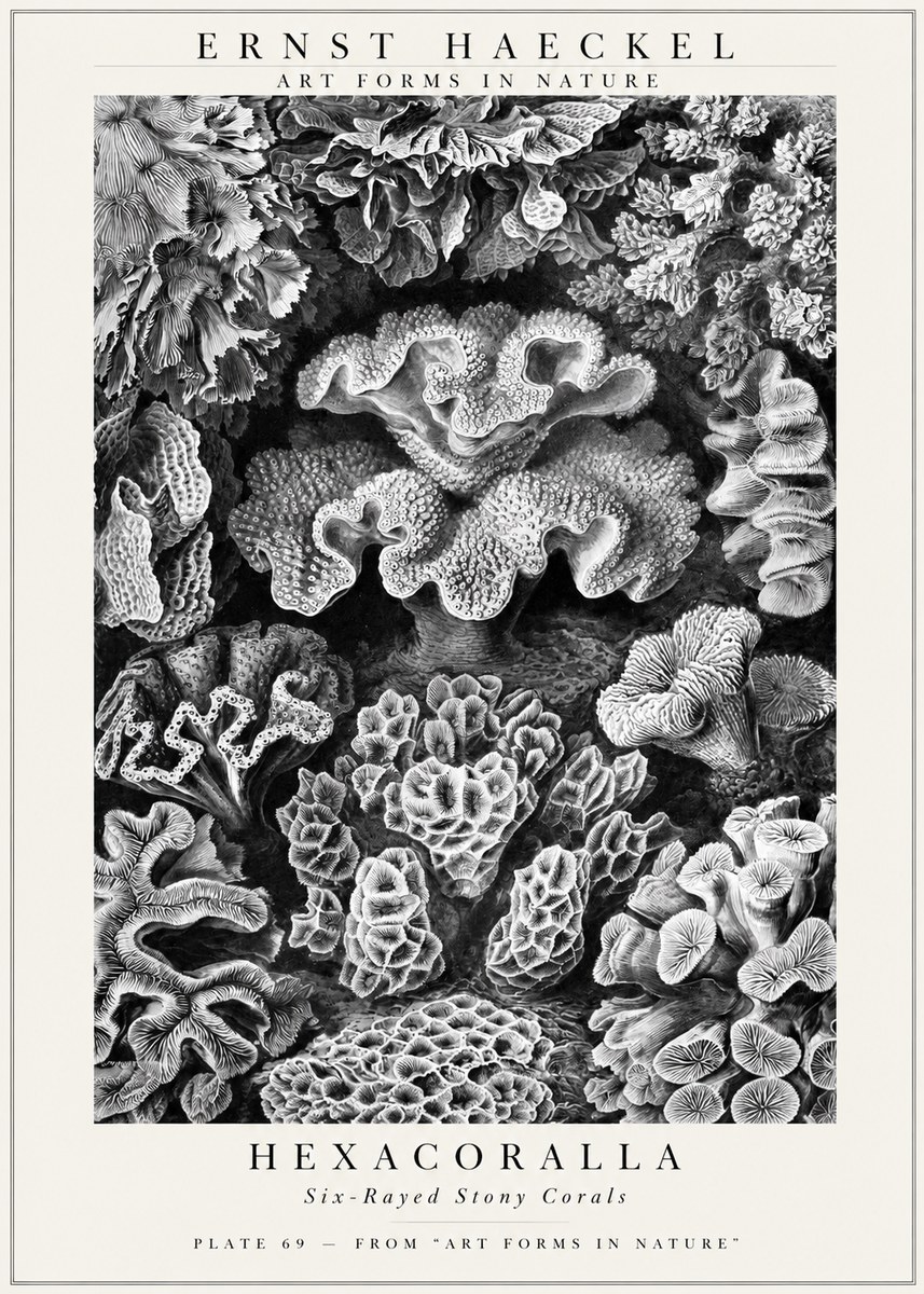 Ernst Haeckel Hexacorallia No3 - Póster