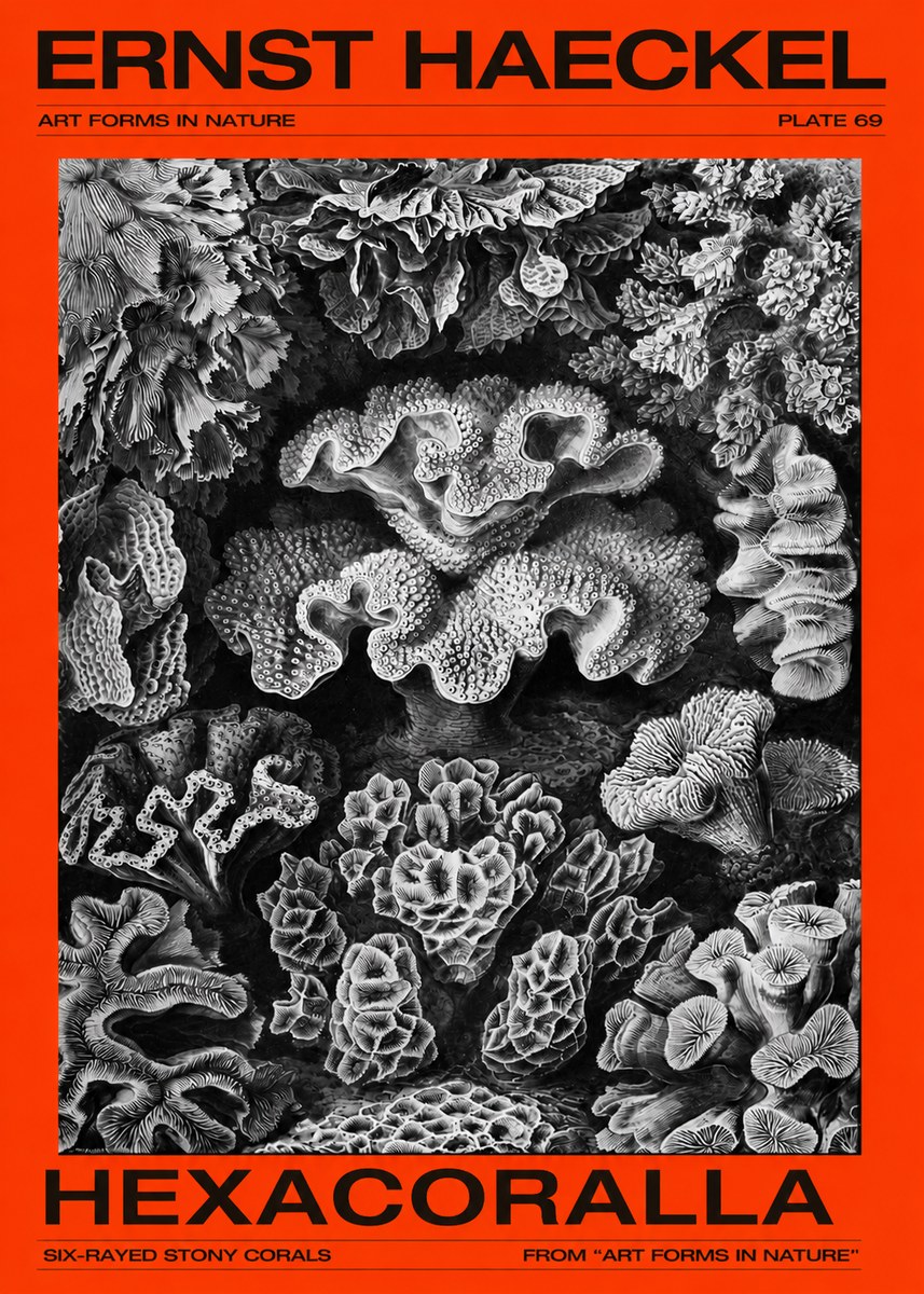Ernst Haeckel Hexacorallia No4 - Póster