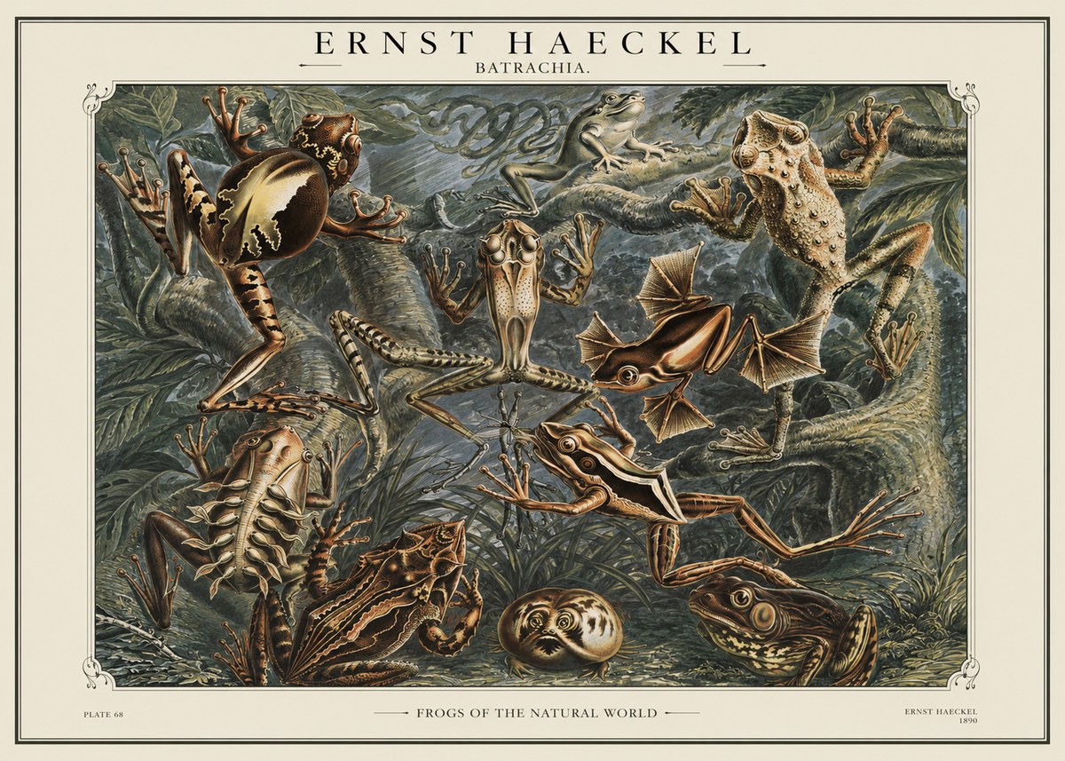 Ernst Haeckel Frogs of the Natural World No1 - Póster