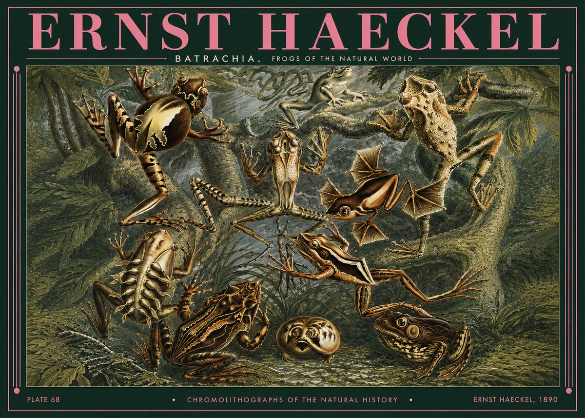 Ernst Haeckel Frogs of the Natural World No3 - Póster
