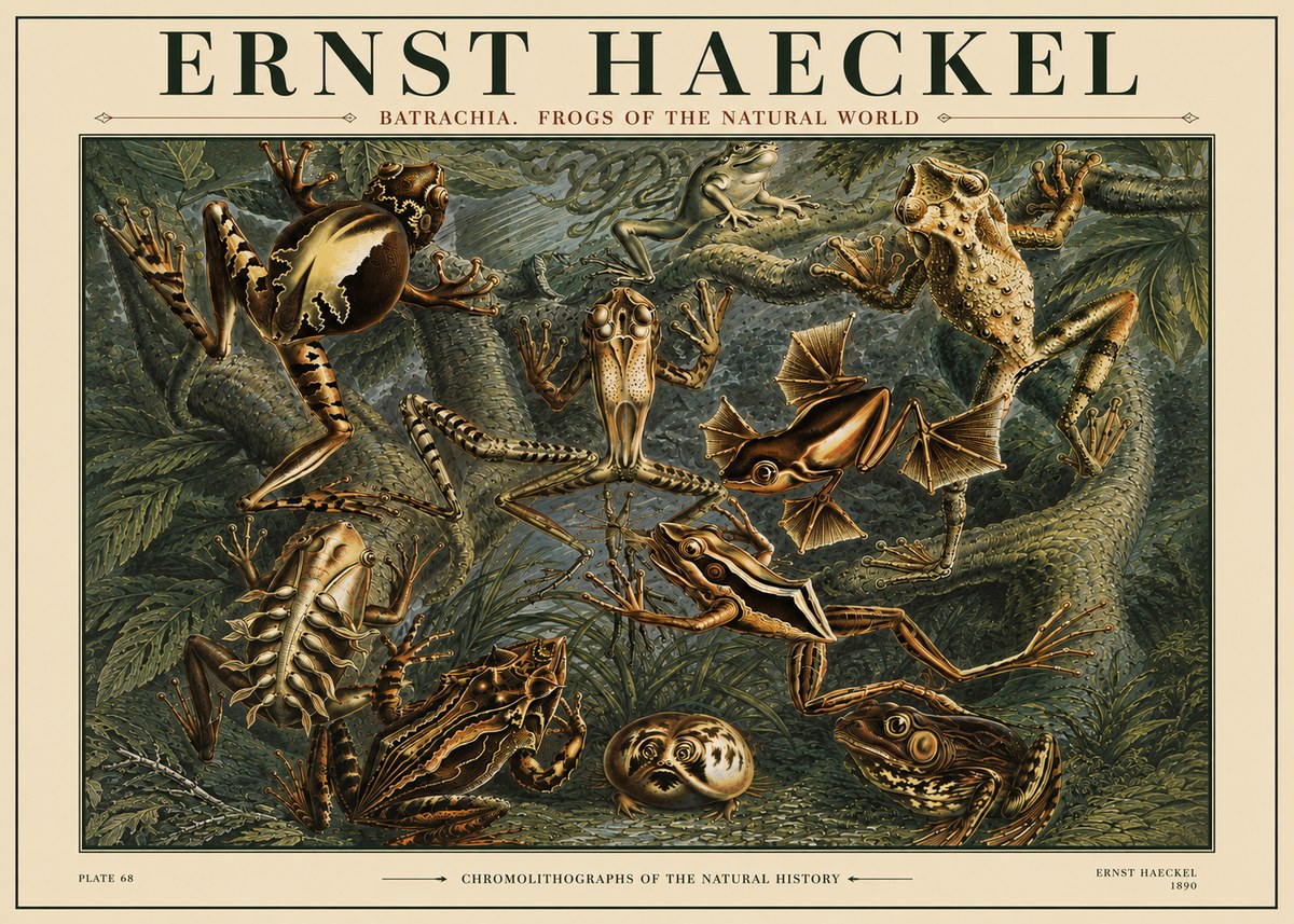 Ernst Haeckel Frogs of the Natural World No4 - Póster
