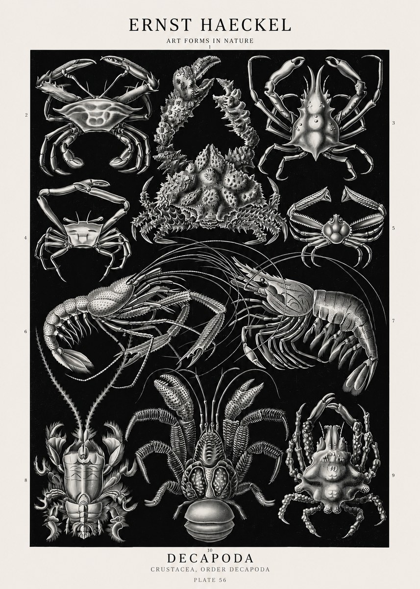 Ernst Haeckel Decapoda Brachyura and Macrura Plate 86 No3 - Póster