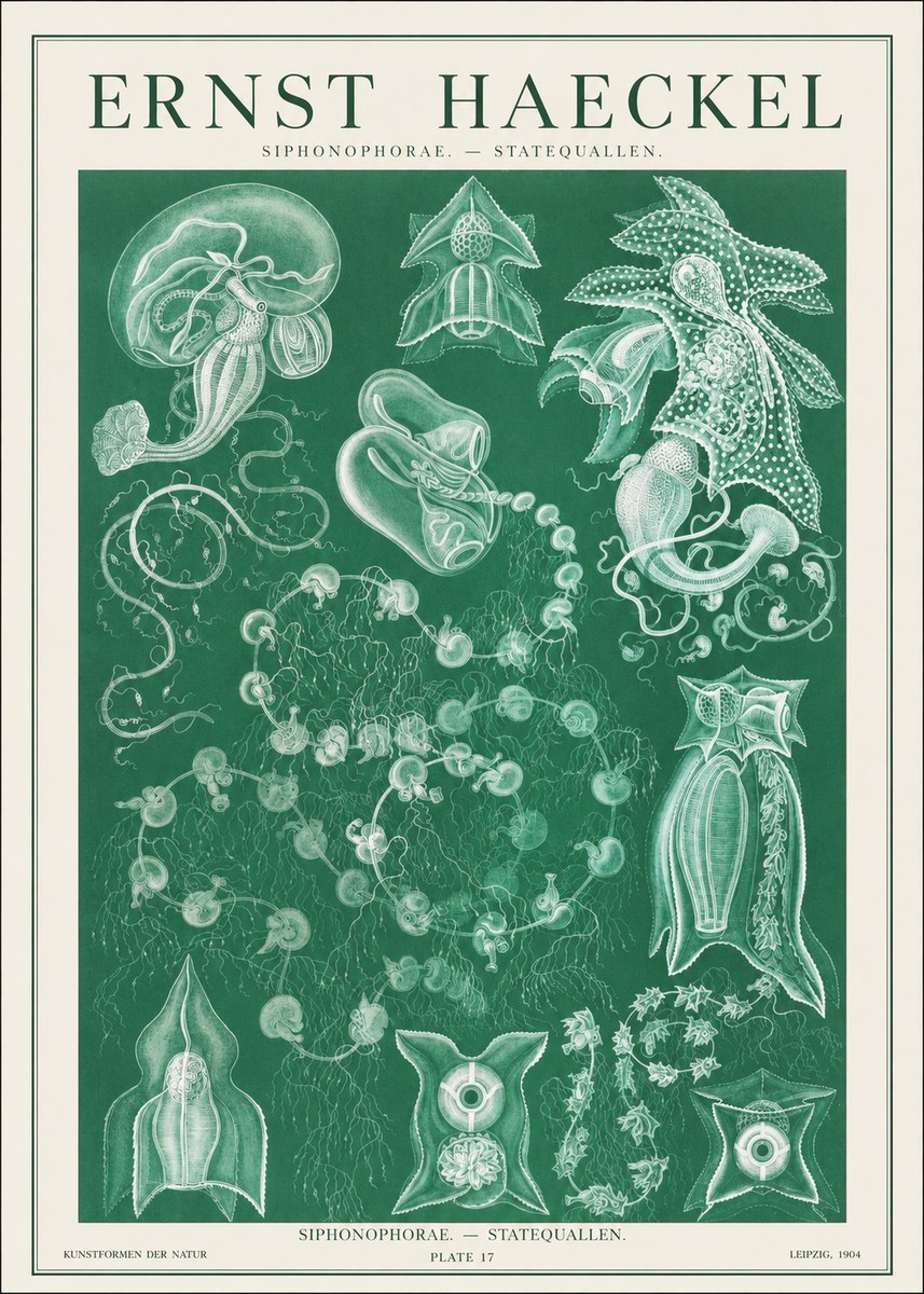 Ernst Haeckel Siphonophorae. — Statequallen. Plate 17 No1 - Póster