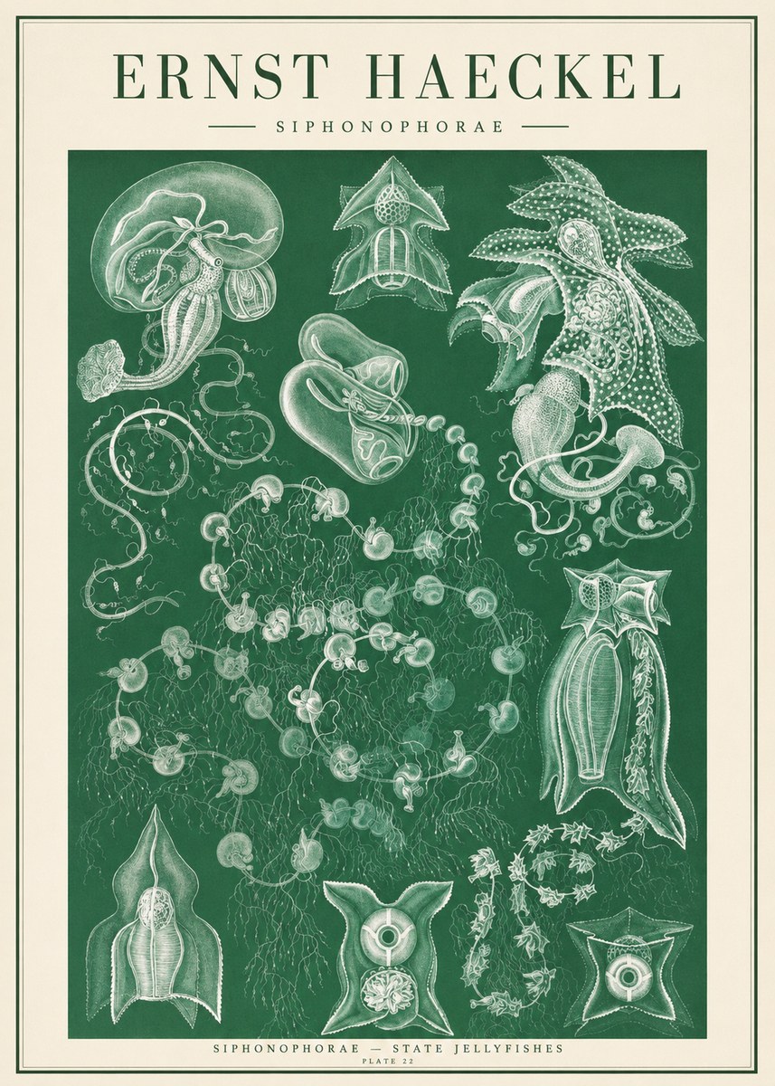 Ernst Haeckel Siphonophorae. — Statequallen. Plate 17 No2 - Póster