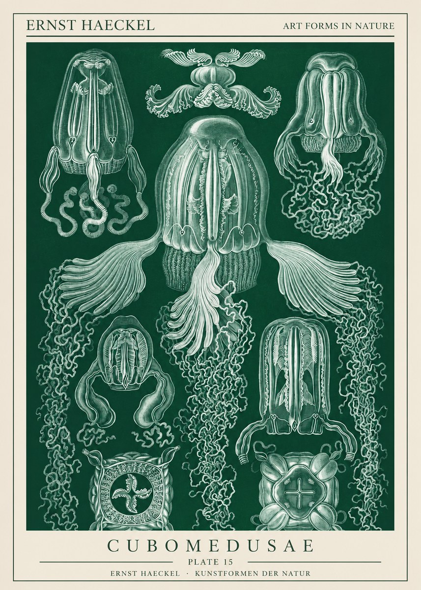 Ernst Haeckel Cubomedusae No1 - Póster