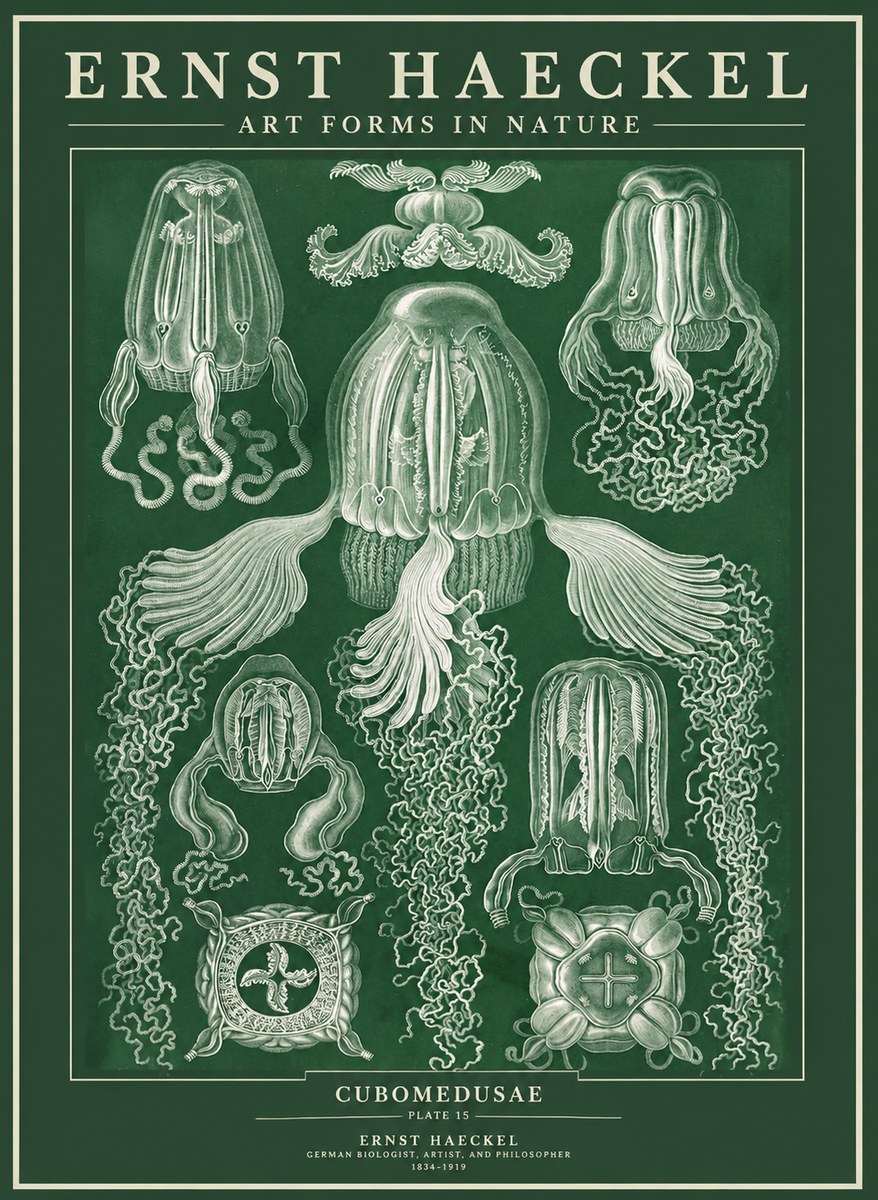 Ernst Haeckel Cubomedusae No3 - Póster