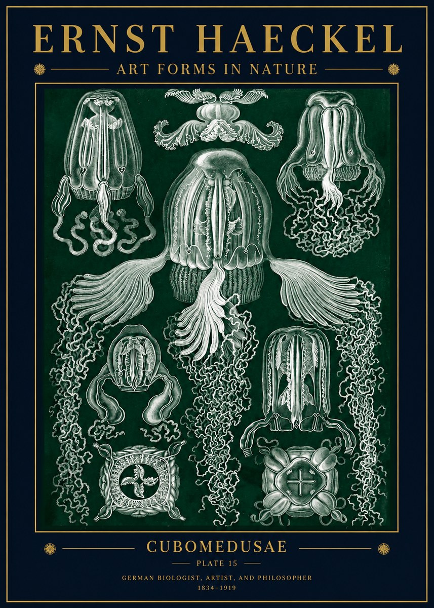 Ernst Haeckel Cubomedusae No5 - Póster